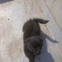 پامرین|سگ|قزوین, |دیوار