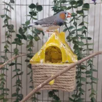 فنچ پولد|پرنده|تهران, امام زاده عبدالله|دیوار