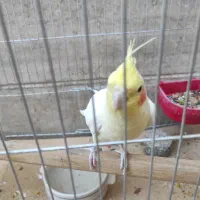 طوطی هلندی نر پیکو گل پسر|پرنده|ایلام, |دیوار