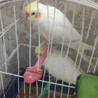 جوجه عروس هلندی