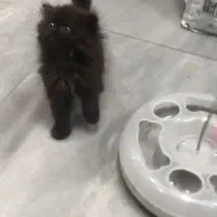 پرشین پشمالو