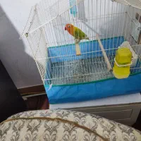 کوتوله فیشر نر