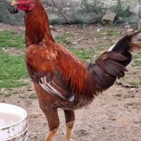 خروس، لاری ، محلی ، گردن لخت|حیوانات مزرعه|شاندرمن, |دیوار