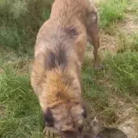 سگ ماده شکاری به شرط