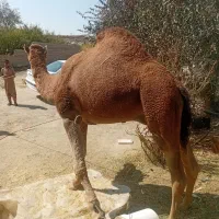 لوک سواری‌ومهاری‌مناسب‌گله‌شیش‌دندان‌رودباری‌اصیل|حیوانات مزرعه|خاش, |دیوار