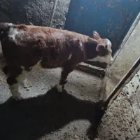 دو عدد گوساله نر با یک گاو سمنتال