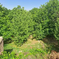 فروش زمین حاشیه خیابان امیر کبیر