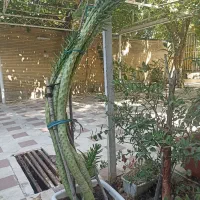 گل کاکتوس سیلندرریکا
