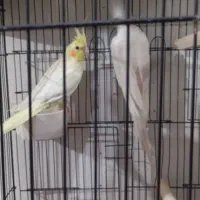 جفت عروس شرط تخم