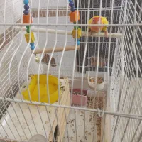 طوطی برزیلی|پرنده|مشکین‌دشت, |دیوار