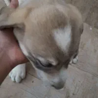 دو عدد سگ نگبان