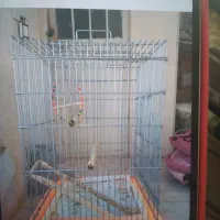 قفس پرنده