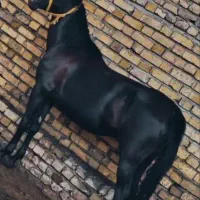 اسب