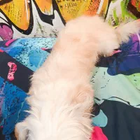 سگ شیتزو|سگ|ری, دولت‌آباد|دیوار