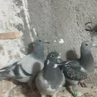 کفتر ستا جوجه مسافتی به شرط|پرنده|رضویه, |دیوار