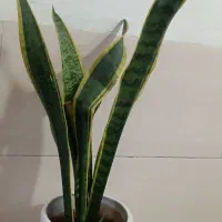 گل و گیاه آپارتمانی|گل و گیاه طبیعی|شیراز, شیخ علی چوپان|دیوار