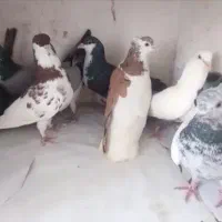 کبوتر کفتر رنگی ۳۰۰