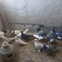 کفتر|پرنده|شیراز, دینکان|دیوار