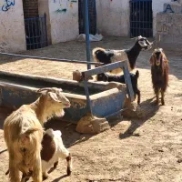 بز زایده شکم اول