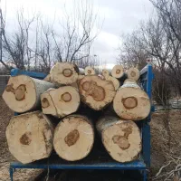 خرید چوب و درخت صنوبر و میوه