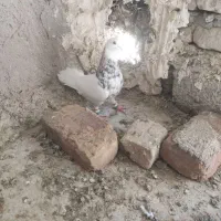 نر طوق هفت رنگ