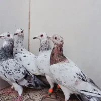 هفرنگ خطی ماده|پرنده|الوند, |دیوار