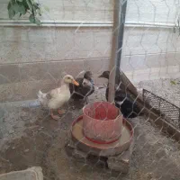 اوردک محلی|حیوانات مزرعه|خمینیشهر, |دیوار