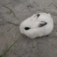 خرگوش جفت نروماده آماده قبراق|موش و خرگوش|شیراز, اصلاح‌نژاد|دیوار