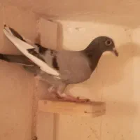 کفتر صید|پرنده|مشهد, محمدآباد|دیوار