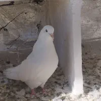 یک عدد ماده سفید مخصوص جفت گاه