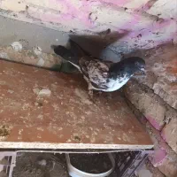 کفتر .گمشده.