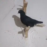 کفتر