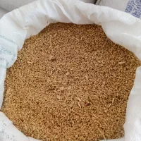 گندم آبی فروشی