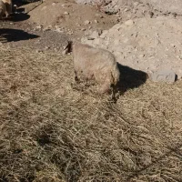 گوسفند آبستن جوان