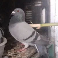 مسافتی|پرنده|خان ببین, |دیوار