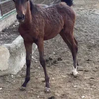 فروشی فوری|اسب و تجهیزات اسب‌سواری|هشتگرد, تهران دشت|دیوار