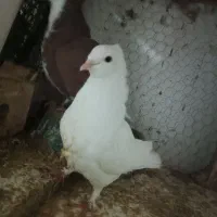 کفتر جفتگاهی