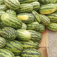 میوه فروشی شندل
