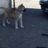 واگذاری  توله سرابی اصل  اصل