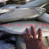 ماهی دریا پرورشی رودخانه همه انواع ماهی مرغ تعونی|ماهی|شوش, |دیوار