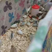 بلدرچین مینیاتوری|پرنده|رشت, باهنر|دیوار