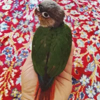 طوطی گرینچیک