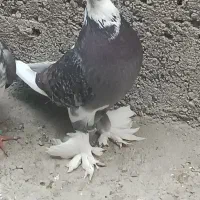 کبوتر پاپر نقش