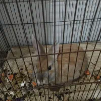 خرگوش خانگی