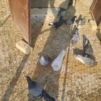 کبوترپلاکی|پرنده|شیراز, قلعه نو|دیوار