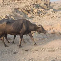 فروش گاومیش با گوساله نر