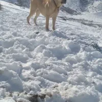 سگ ماده|سگ|سملقان, |دیوار