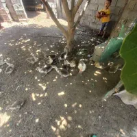 جوجه غاز