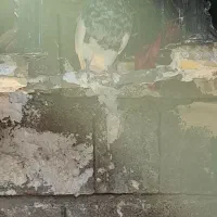 کبوتر زرین|پرنده|لنده, |دیوار