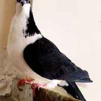 کبوتر چپ دم سیاه نر  ساده سرخ ماده  کلاغدم جوجه نر